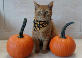 Penny and pumpkins